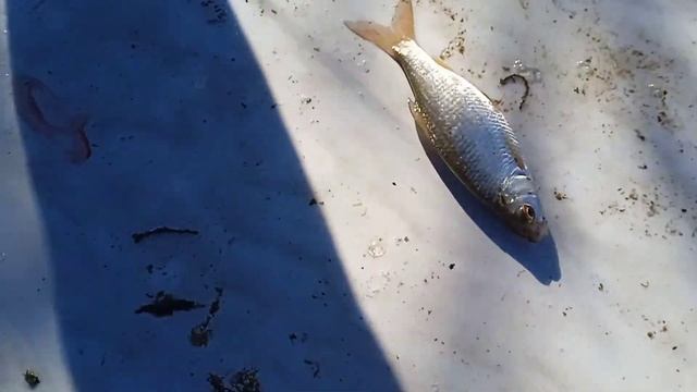 виды телефонов#мем смотреть онлайн