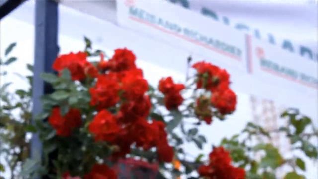 Film Lotos Meilland Landshaft Floribunda Red Meilove