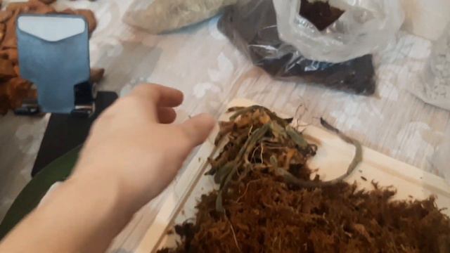 Пересадка новой орхидеи Гермес. Из мха в смешанный грунт смотреть онлайн