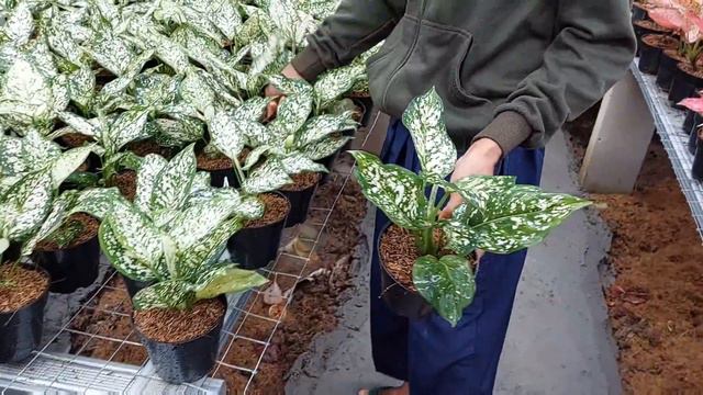 ANEKA AGHLONEMA MELIMPAH DI WARNO NURSERY| Harga Masih Bisa Nego смотреть онлайн