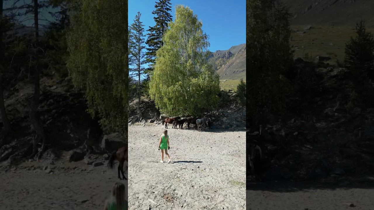 Когда хотела погладить лошадок #Алтай смотреть онлайн