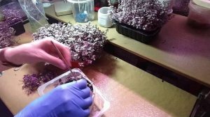 Каллизия розовая пантера посадка и уход