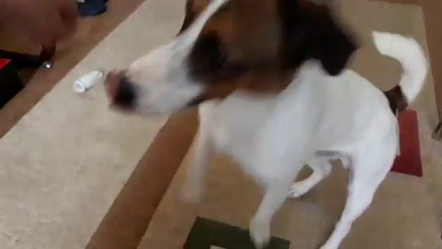 Гарри выполняет команды🐶🐶🐶 смотреть онлайн