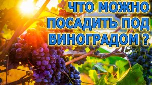Виноград уход и выращивание. Что можно посадить под кустами винограда на даче? Виноградарство.