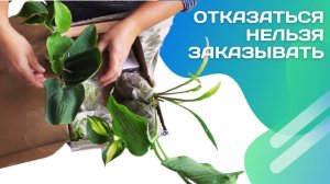 Микроскопическая хоста и другие. Что прислал «Сад флоксов»?