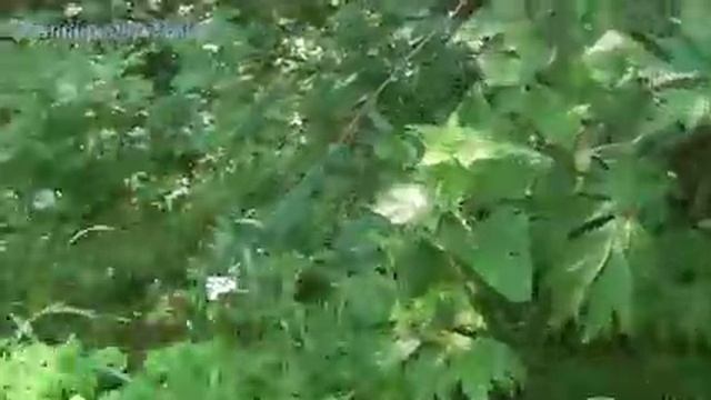 Уаз чуть не застрял. Поход 10.08.18 1/2 часть.