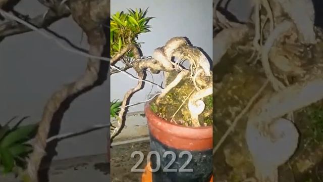 Timelapse Ficus Neriifolia ( Ficus California) 2017 - 2022 #Shorts смотреть онлайн