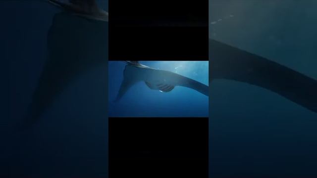 Обитатели океана,питоны,хамелеоны и весёлый джаз смотреть онлайн