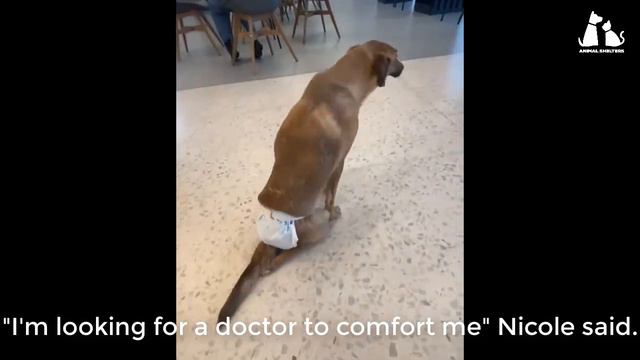 Sad story about a dog without a lower jaw and paralyzed hind legs. смотреть онлайн