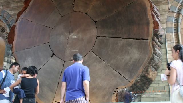 11 BIGGEST Things On Earth! смотреть онлайн