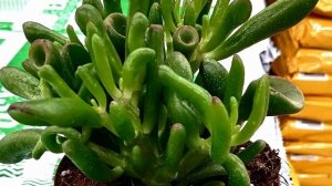 Крассула Голлум Толстянка Денежное дерево Ушки ШРЕКА