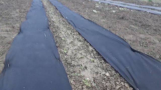 Как взошла малина из разложенных корней. Как удобрить без капельного полива смотреть онлайн