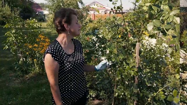 Обрезка плетистой розы для обильного цветения смотреть онлайн