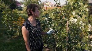 Обрезка плетистой розы для обильного цветения