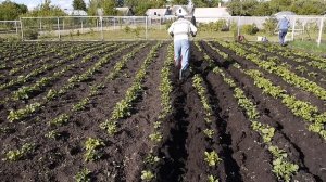 Окучивание картофеля мотоблоком