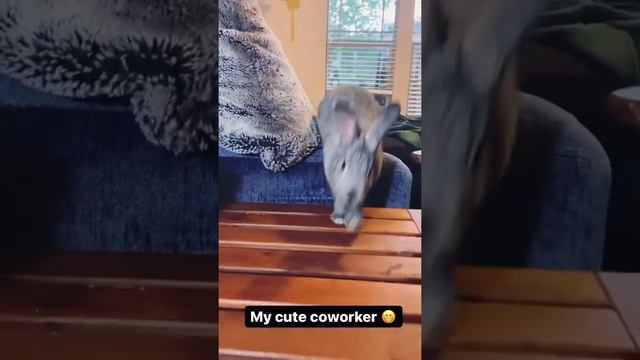 Work From Home Bunny! смотреть онлайн