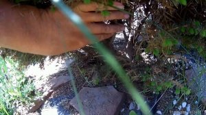 у елки осыпается хвоя, как спасти растение