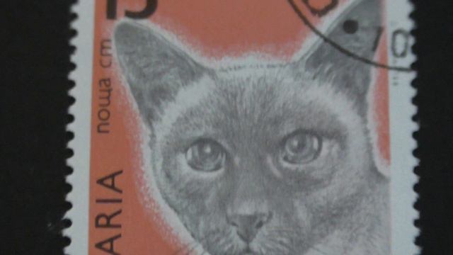 Postage Stamp. НР България поща. Сиамска котка. 1989. Price 13 см