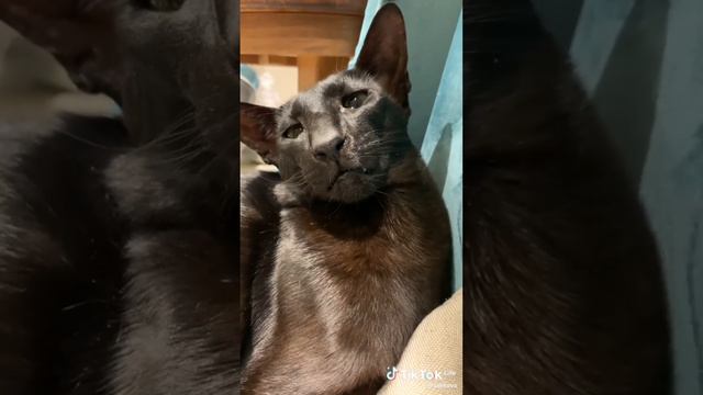 котик мурлыкает 1 час смотреть онлайн