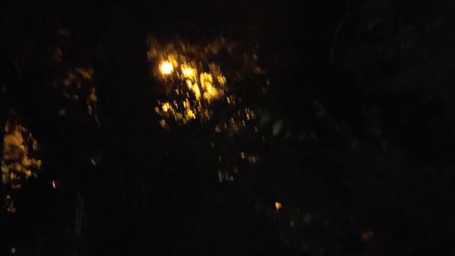 Смелый серый котёнок и независимый Харизмат 27.05.2022 смотреть онлайн