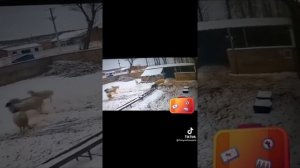 баран жёстко убил человека