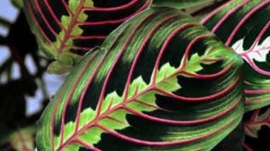 Желтеют, сохнут и скручиваются листья Маранты. Как спасти маранту?