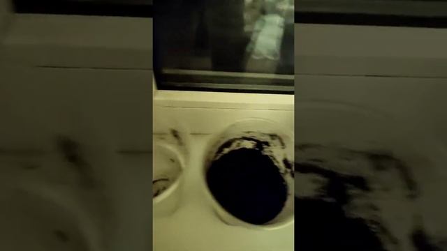 Как вырастить мандарин в домашних условиях посадка мандарина с косточки смотреть онлайн