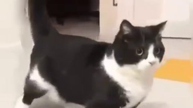 когда мой кот заходит в первый раз в магазин для животных и он захотел купить это всё смотреть онлайн