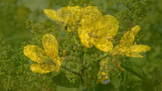 Luca Massaglia - The Parables of Jesus... , op. 4 (VIII. The mustard seed and the yeast) смотреть онлайн