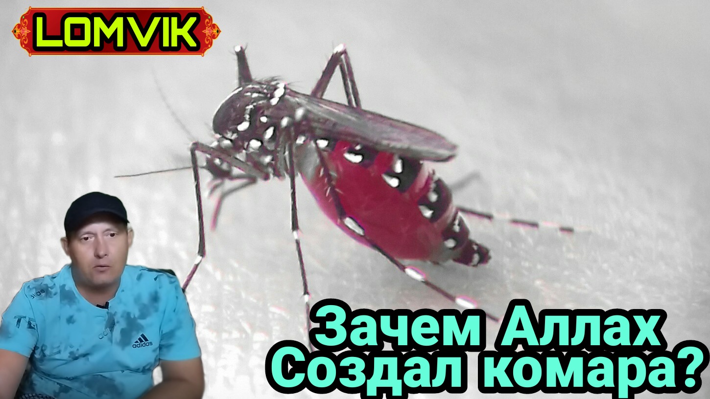 Зачем Аллах создал комара? смотреть онлайн