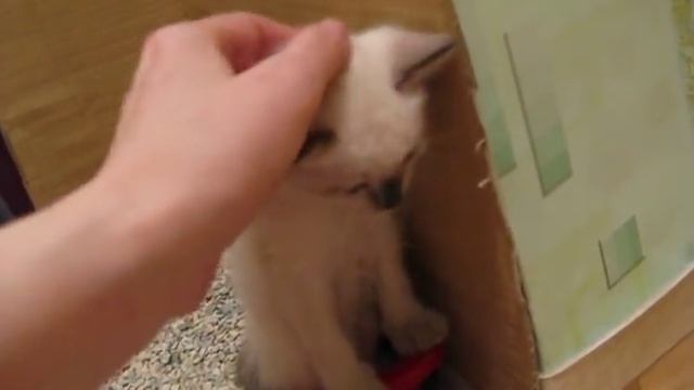котёнок спит в лотке смотреть онлайн