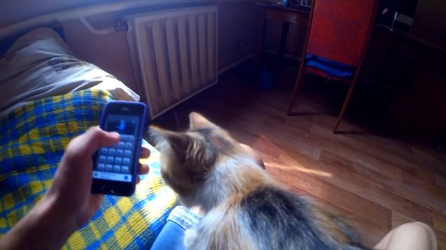РАЗГОВАРИВАЮ СО СВОЕЙ КОШКОЙ ЧЕРЕЗ КОТ-ПЕРЕВОДЧИК!!! смотреть онлайн