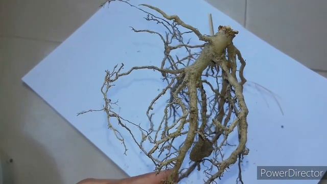 Save A Dying Gardenia Plant|| How To Recover A Gandhraj Plant|| A Bad News 😭😭