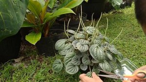 PAPEROMIA SILVER RIPPLE|PAPEROMIA KERUT SILVER|PERAWATAN TANAMAN HIAS PAPEROMIA|HARGA PAPEROMIA