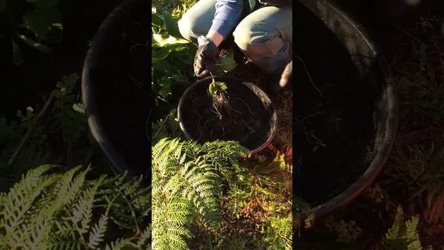 Arum lily manual removal смотреть онлайн