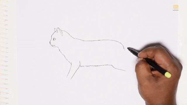 Wild Cat outline drawing video | Wild cats drawing | How to draw A wild cat step by step | Cat art смотреть онлайн
