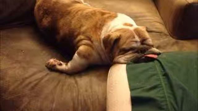 смешная подборка животных!!! смотреть онлайн