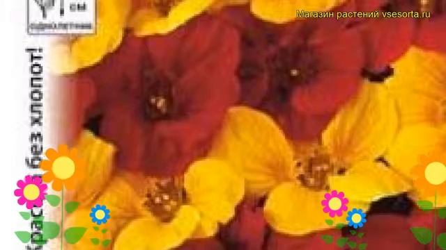 Настурция обыкновенная Найт Энд Дэй. Краткий обзор, описание tropaeolum majus nanum Night and day смотреть онлайн