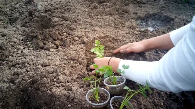Как посадить сельдерей смотреть онлайн