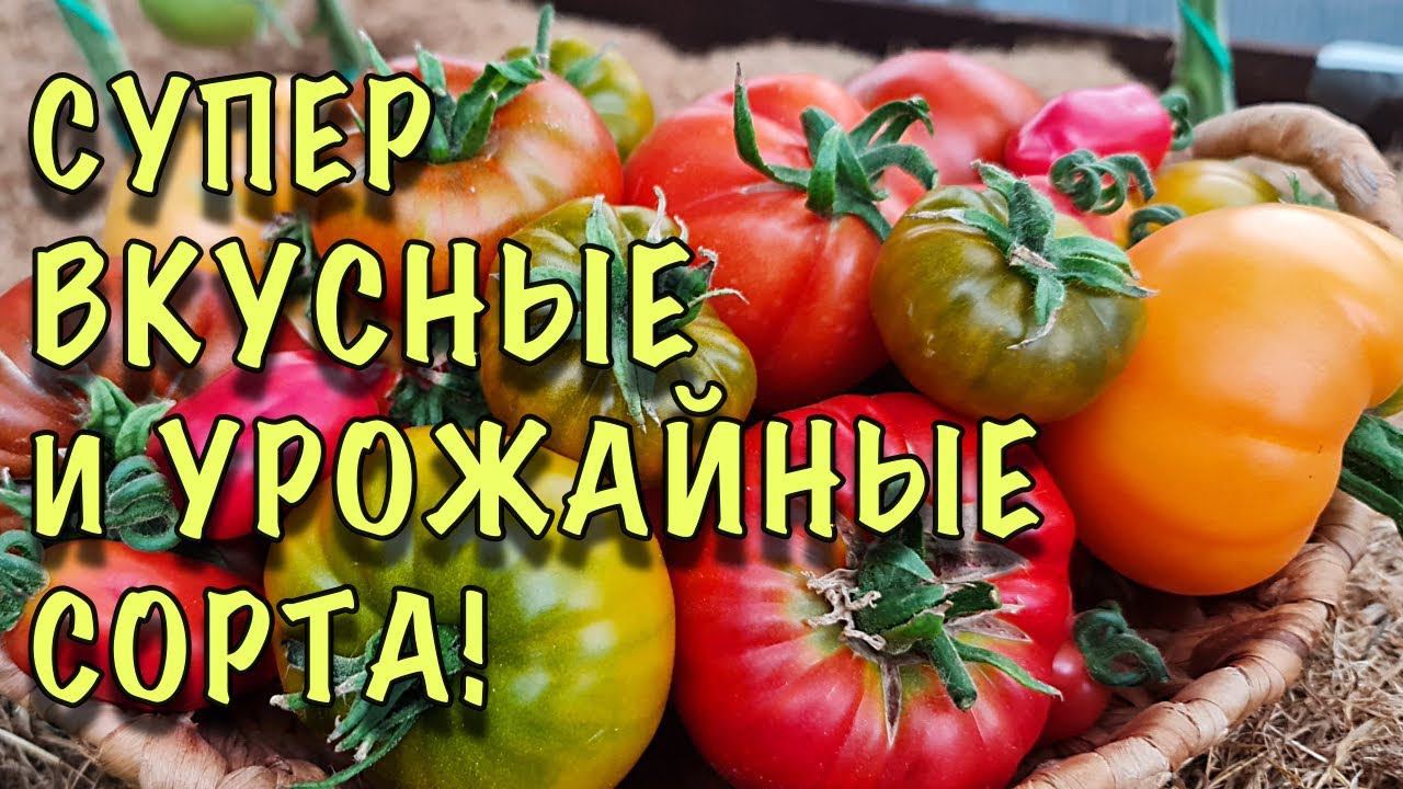Я БЫЛА в ШОКЕ! МЕГА УРОЖАЙНЫЕ и СУПЕР ВКУСНЫЕ сорта томатов смотреть онлайн