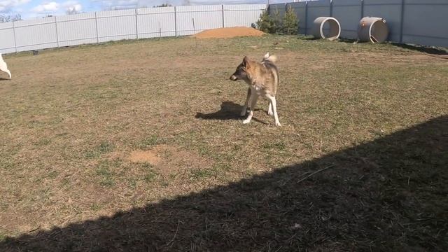 Щенку и лайкам витамины и вкусняшки смотреть онлайн