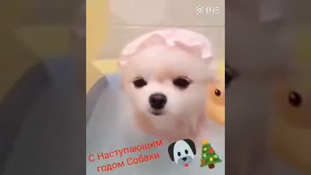 2018 год собачки смотреть онлайн