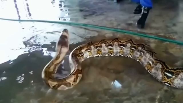 Biggest Snakes Ever Caught On Camera смотреть онлайн