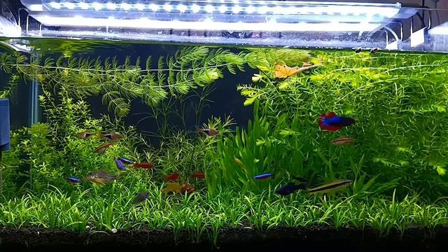 Best No Co2 Carpet plant | Dwarf Sagittaria Care Guide смотреть онлайн