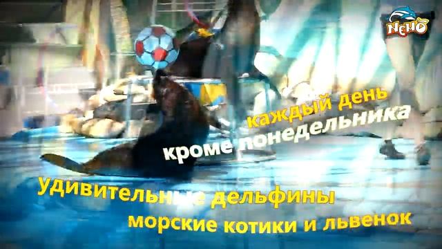 Яркое лето в дельфинарии "Немо" смотреть онлайн