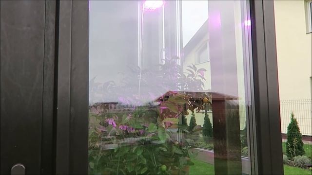 Мои экзотические растения: прививки, муррайя, эвкалипт 54 смотреть онлайн