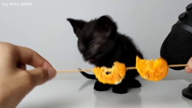 Top 5 Kitten ASMR Eating Compilation
