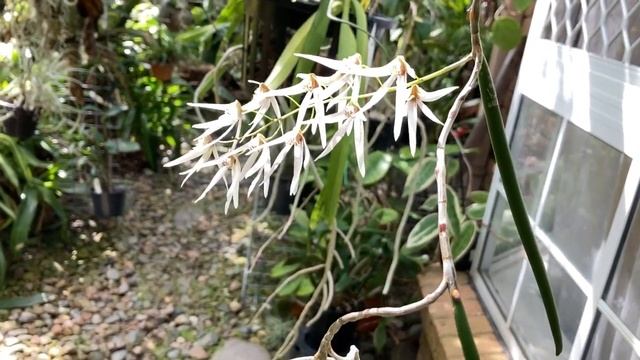 Сушить или не Сушить? Сухие Чехлы у Каттлей, Цветение Каттлей. C. Tiffin Bells, C. Chunfong Apple C