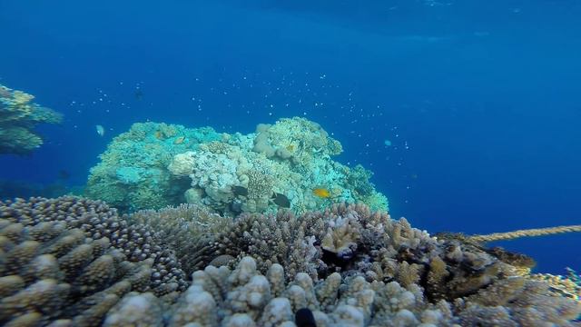 Relax Video|The amazing beauty of Red Sea смотреть онлайн
