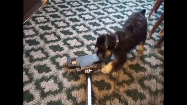 Цвергшнауцер Тоби. Пылесос... смотреть онлайн